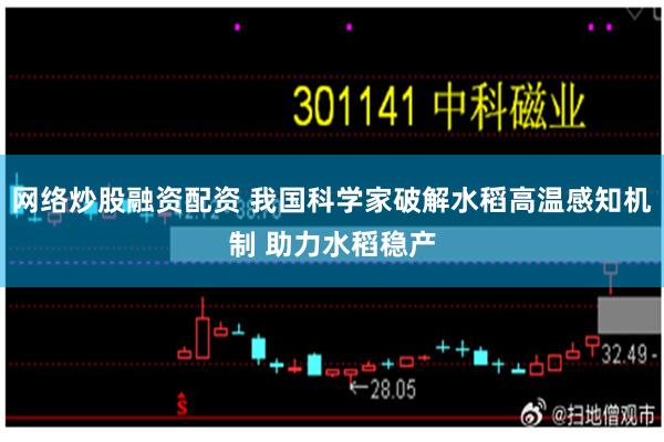 网络炒股融资配资 我国科学家破解水稻高温感知机制 助力水稻稳产